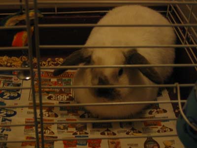 a bunnoo